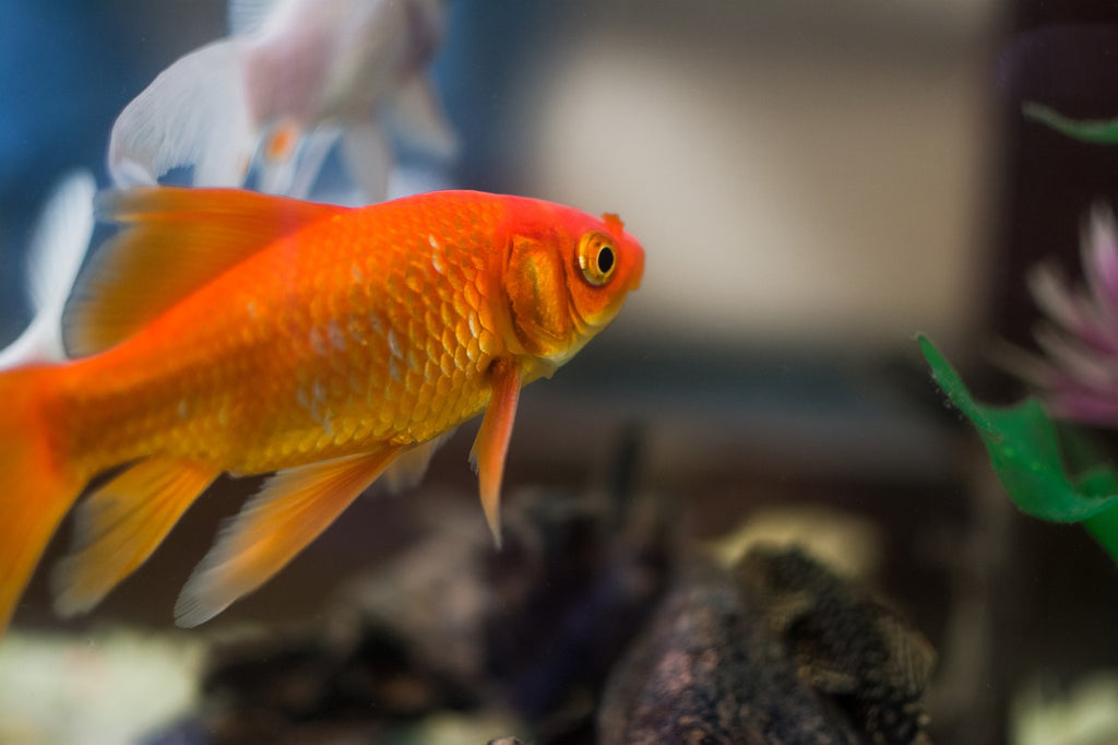 Best Ways To Maintain A Happy Home For Your Fish